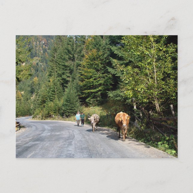 Rumänien, Moldavien, att gå på kor Vykort (Framsida)