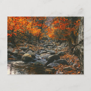 Rumänien Natur inspirations, höstskog Vykort