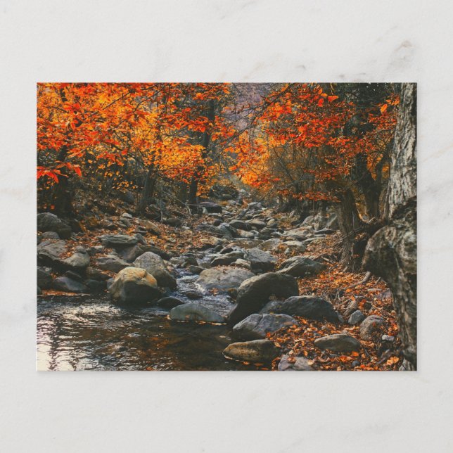 Rumänien Natur inspirations, höstskog Vykort (Framsida)