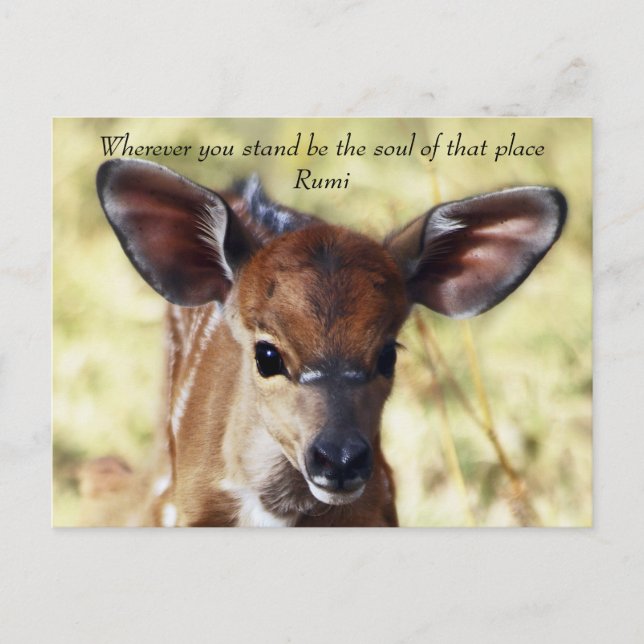 Rumi var du än står vykort (Framsida)