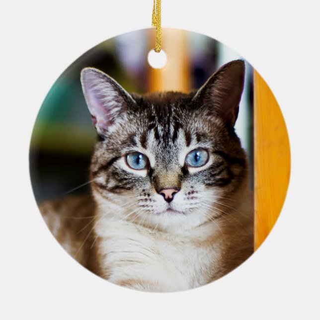 Rummy fullt av den Siamese kattprydnaden för Julgransprydnad Keramik (Baksidan)