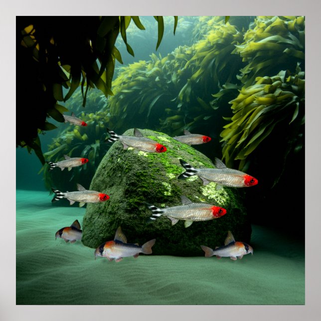 Rummynos Tetras Corydoras Aquarium Fish Poster (Framsidan)
