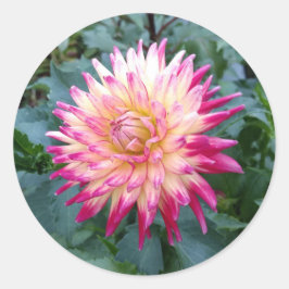 Rund dekal med rosa och lila dahlia runt klistermärke