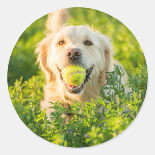Rund fästare med porträtt från Golden Retriever Runt Klistermärke