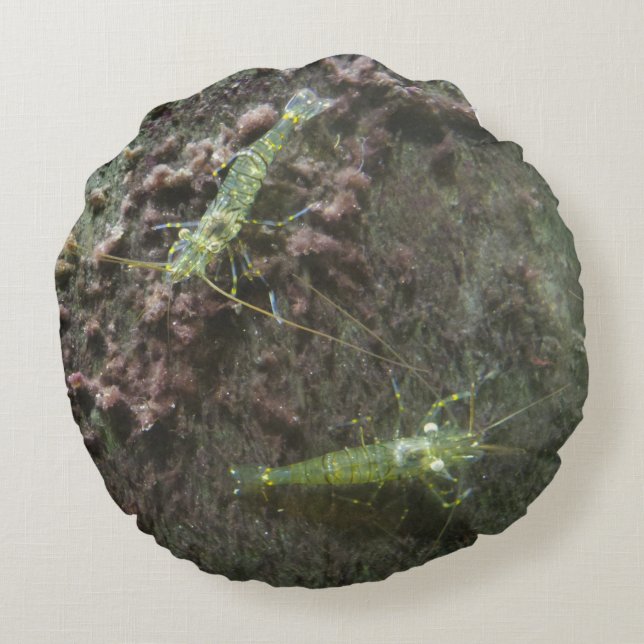 Rund fyllning av räkor kudde (Baksidan)