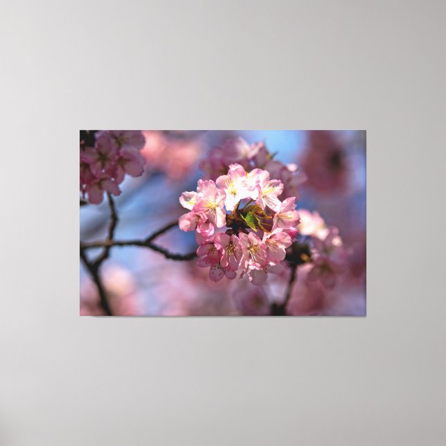 Rund klunga av körsbärsblommor i blomning canvastryck (Framsida)