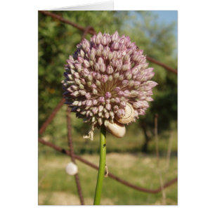 Rund Lila Flower Hälsningskort