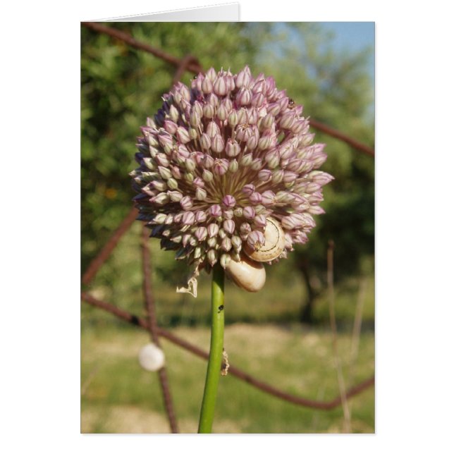 Rund Lila Flower Hälsningskort (Framsidan)