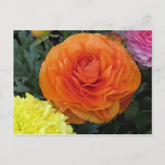 Rund Orange blomma Vykort (Framsida)