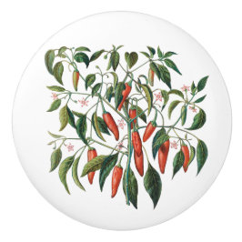 Rund rödchili paprika knopp