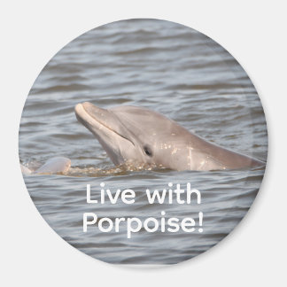 Runda delfinmagneter magnet