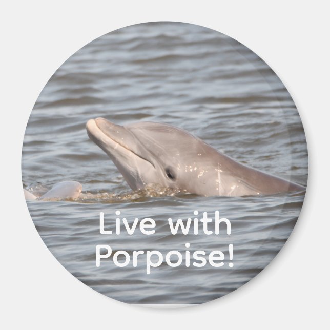 Runda delfinmagneter magnet (Framsidan)