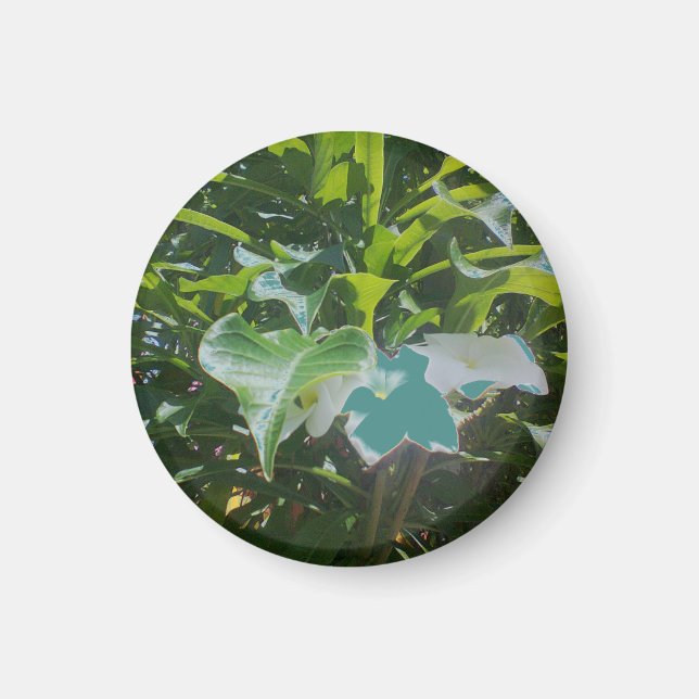 Runda fotomagneter magnet (Framsidan)