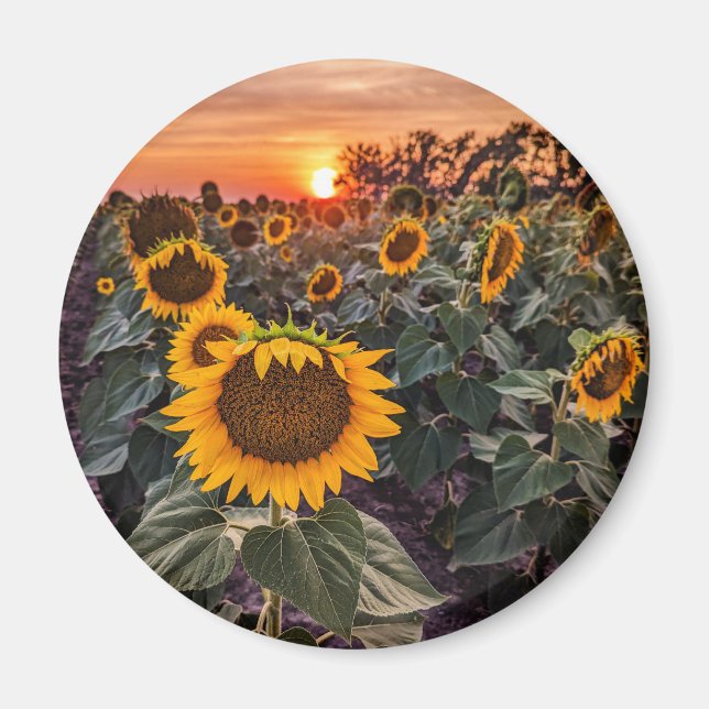 Runda magneter (Framsidan)