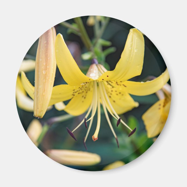 Runda magneter (Framsidan)