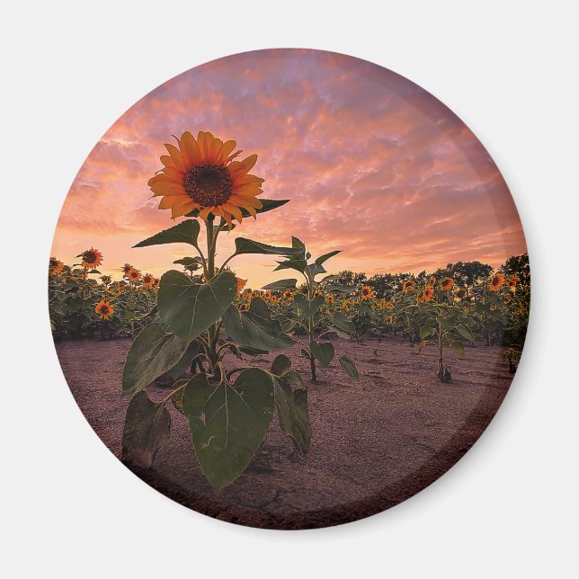 Runda magneter (Framsidan)