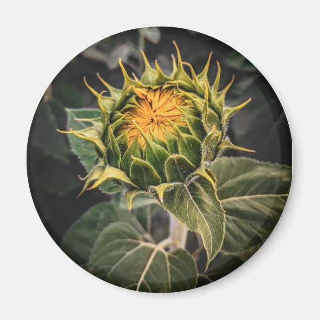 Runda magneter (Framsidan)