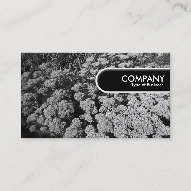 Rundad Kant Märkre - Sedum "Autumn Joy" Visitkort (Framsida)