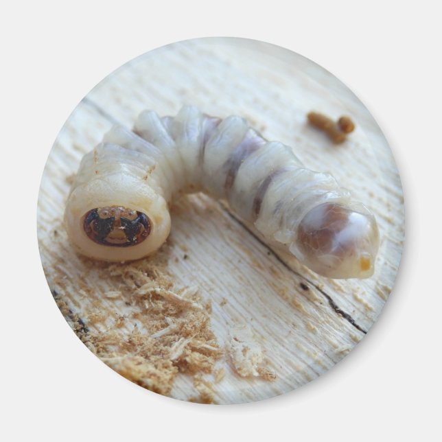 Rundad trubbig, rutermagnet magnet (Framsidan)