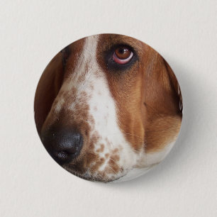 Rundan för Bassethundhunden klämmer fast Knapp