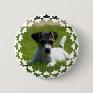 Rundan för den jackRussell valpen knäppas Knapp