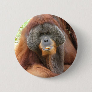 Rundan för PongoOrangutanapan klämmer fast Knapp