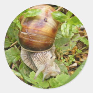 Runddekalk med snigel runt klistermärke