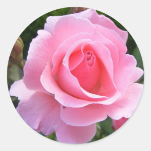 Runddekalk med vackert rosa ros runt klistermärke
