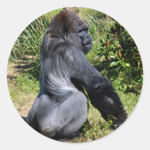 Rundklistermärke för silver-bakgorilla runt klistermärke