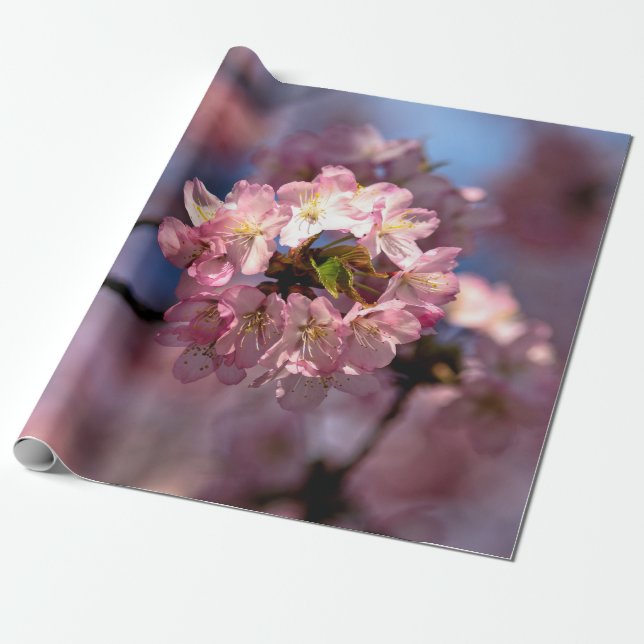 Rundkluster av Sakura Flowers Presentpapper (Utrullad)
