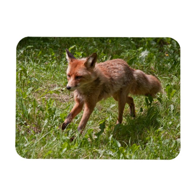Rundräv Magnet (Horisontell)
