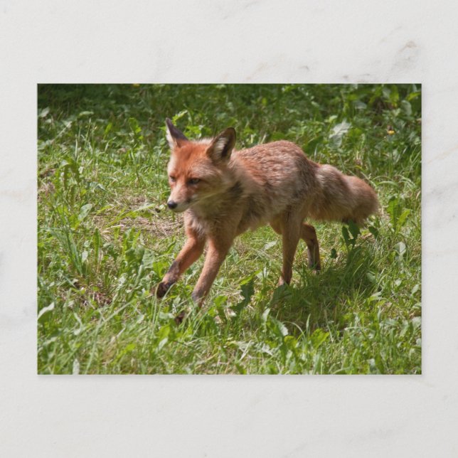 Rundräv Vykort (Framsida)