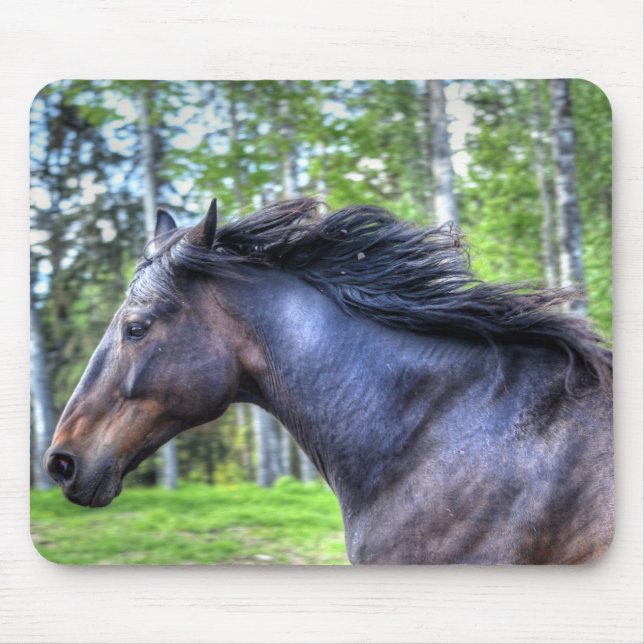 Running Black Thoroughborn Percheron Horse Photo Musmatta (Framsidan)