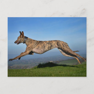 Running Brindled Lurcher Greyhound Kor Vykort