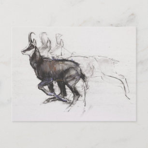 Running Chamois Vykort