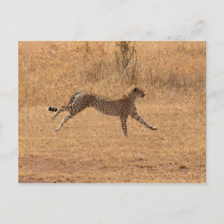 Running Cheetah Vykort