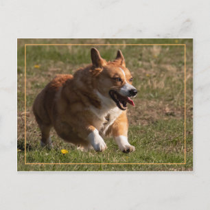 Running Corgi Vykort