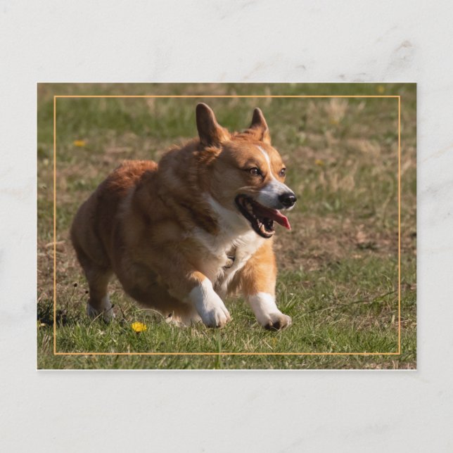 Running Corgi Vykort (Framsida)