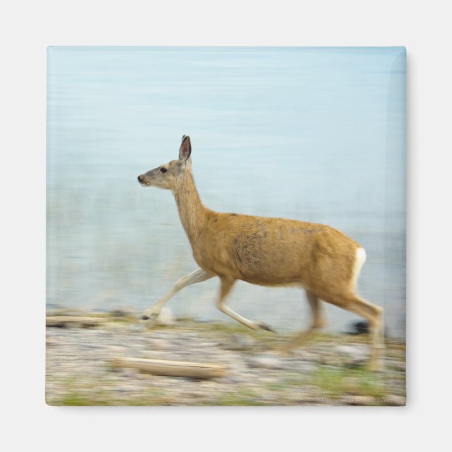 Running Doe Magnet (Framsidan)