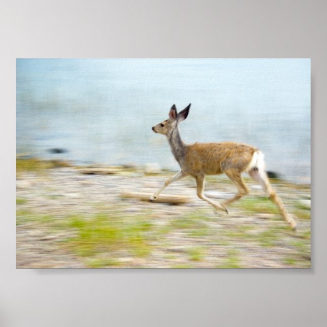 Running Fawn Print Poster (Framsidan)