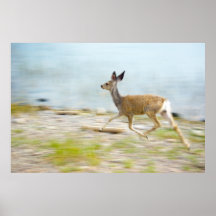Running Fawn Print