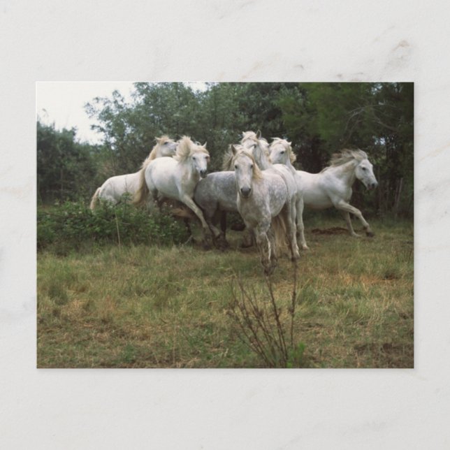 Running Grått Horse Herd Vykort (Framsida)