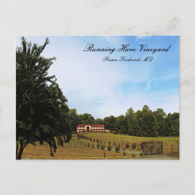 Running Hare Vineyard Vykort (Framsida)