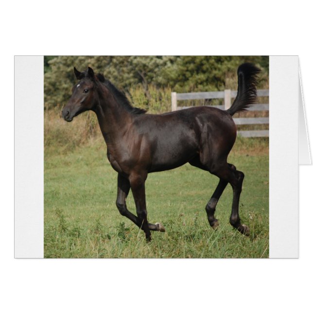 Running-Horse-2 Hälsningskort (Framsidan Horizontal)
