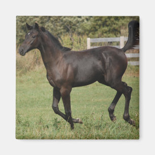 Running-Horse-2 Magnet