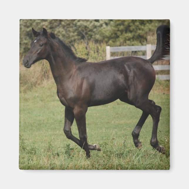 Running-Horse-2 Magnet (Framsidan)