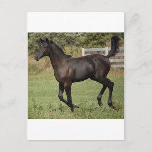 Running-Horse-2 Vykort