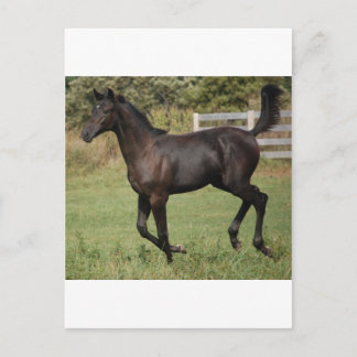 Running-Horse-2 Vykort