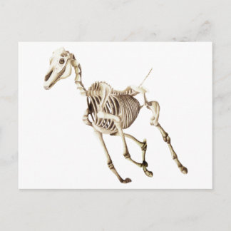 Running Horse Skeleton Vykort