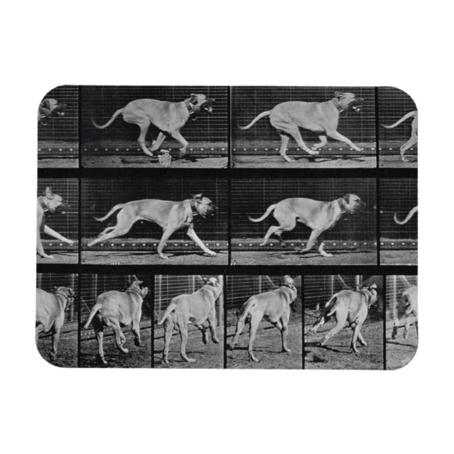 Running Hund, plate 707 from 'Animal Locomotion',  Magnet (Horisontell)